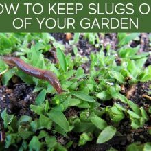 How To Keep Slugs Out Of Your Garden How To Keep Slugs Out Of Your Garden