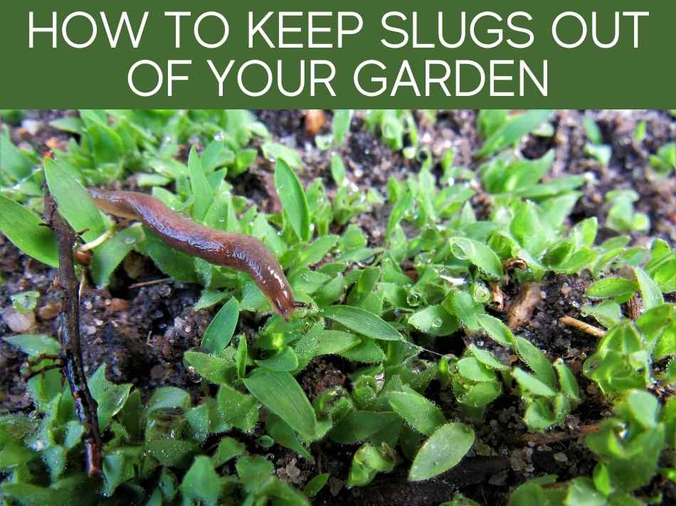 How To Keep Slugs Out Of Your Garden