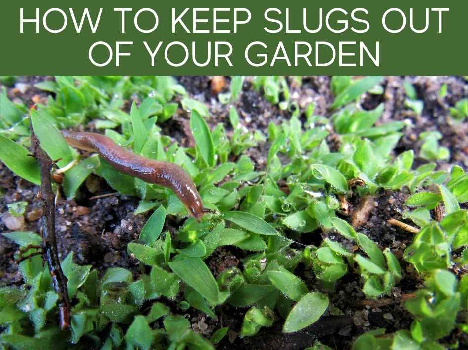 How To Keep Slugs Out Of Your Garden (including the 3 most reliable ways)