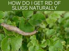 How Do I Get Rid Of Slugs Naturally