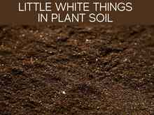 Little White Things In Plant Soil