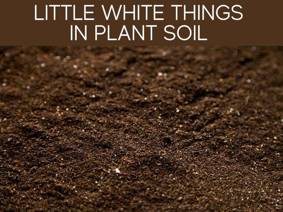 Little White Things In Plant Soil (8 ways to get rid of pests)