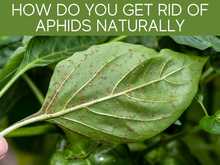 How Do You Get Rid Of Aphids Naturally