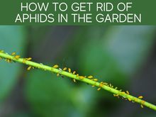 How To Get Rid Of Aphids In The Garden How To Get Rid Of Aphids In The Garden