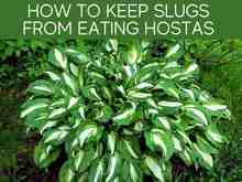 How To Keep Slugs From Eating Hostas How To Keep Slugs From Eating Hostas