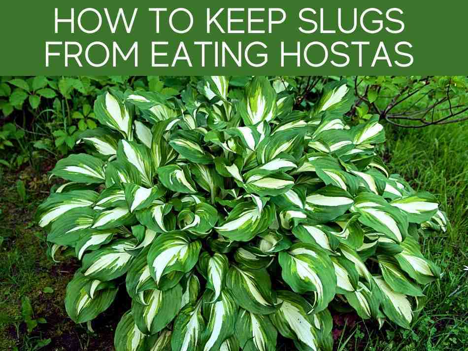 How To Keep Slugs From Eating Hostas