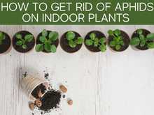 How To Get Rid Of Aphids On Indoor Plants