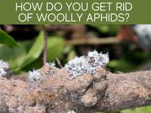 How Do You Get Rid Of Woolly Aphids? How Do You Get Rid Of Woolly Aphids?