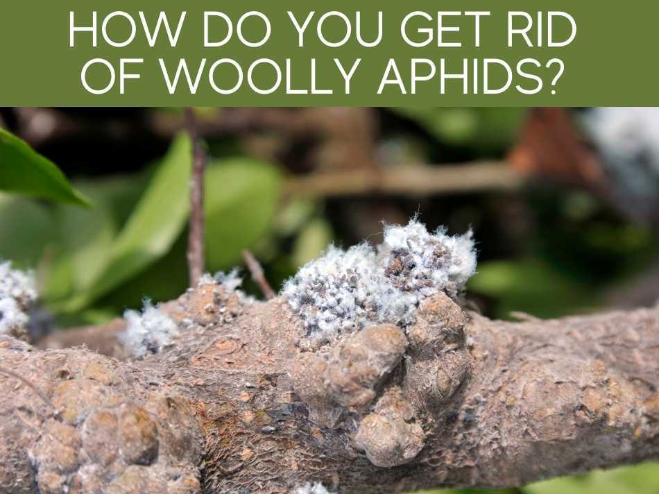 How Do You Get Rid Of Woolly Aphids?