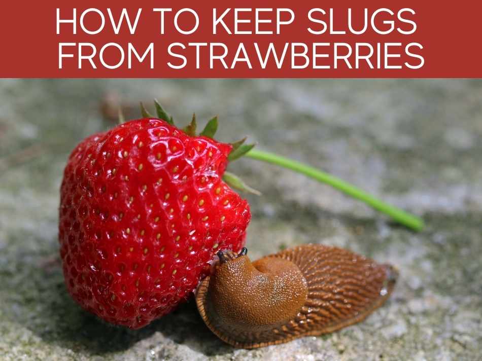 How To Keep Slugs From Strawberries