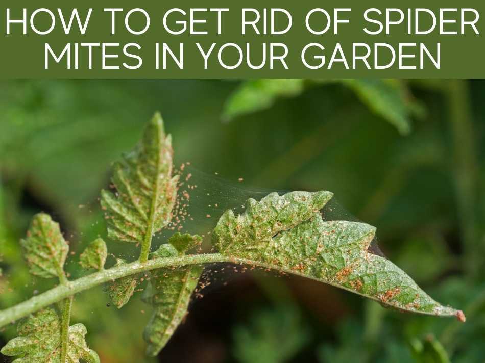 How To Get Rid Of Spider Mites In Your Garden