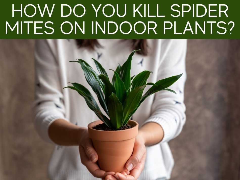 How Do You Kill Spider Mites On Indoor Plants?