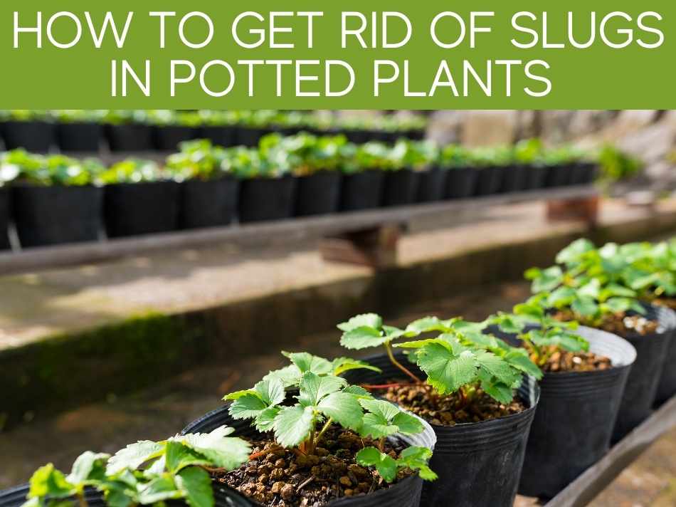 How To Get Rid Of Slugs In Potted Plants