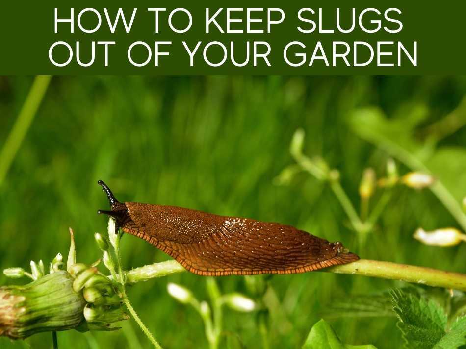 How To Keep Slugs Out Of Your Garden