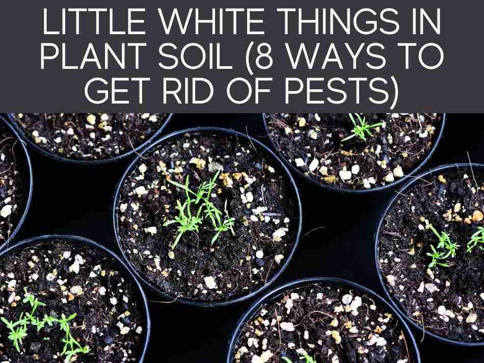 Little White Things In Plant Soil (8 Ways To Get Rid Of Pests)