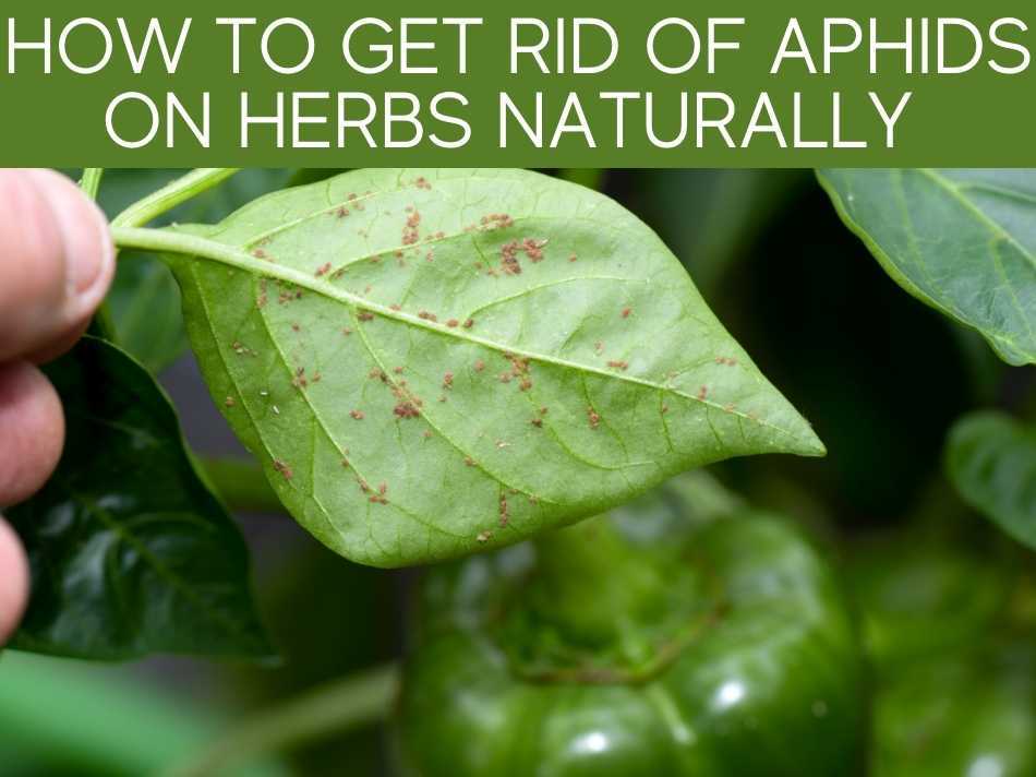 How To Get Rid Of Aphids On Herbs Naturally