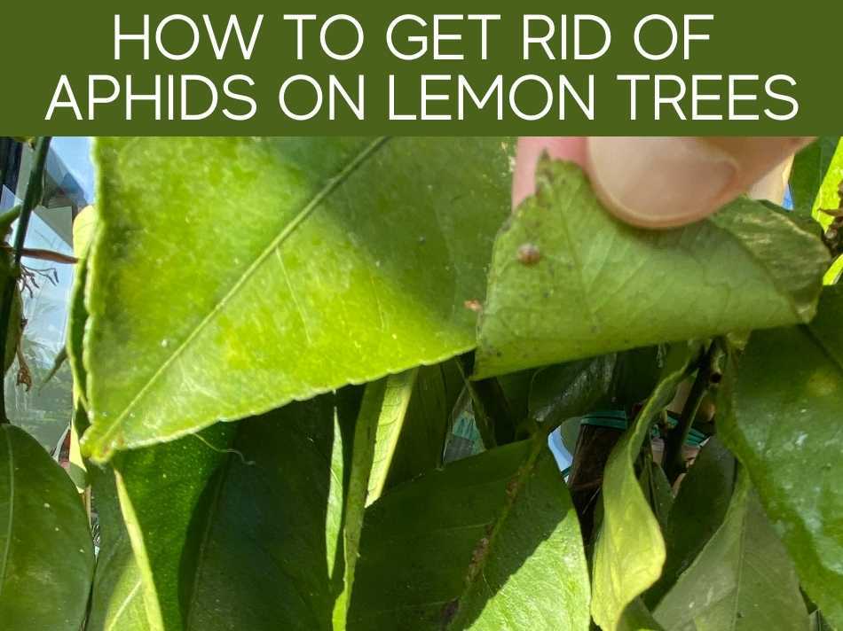 How To Get Rid Of Aphids On Lemon Trees