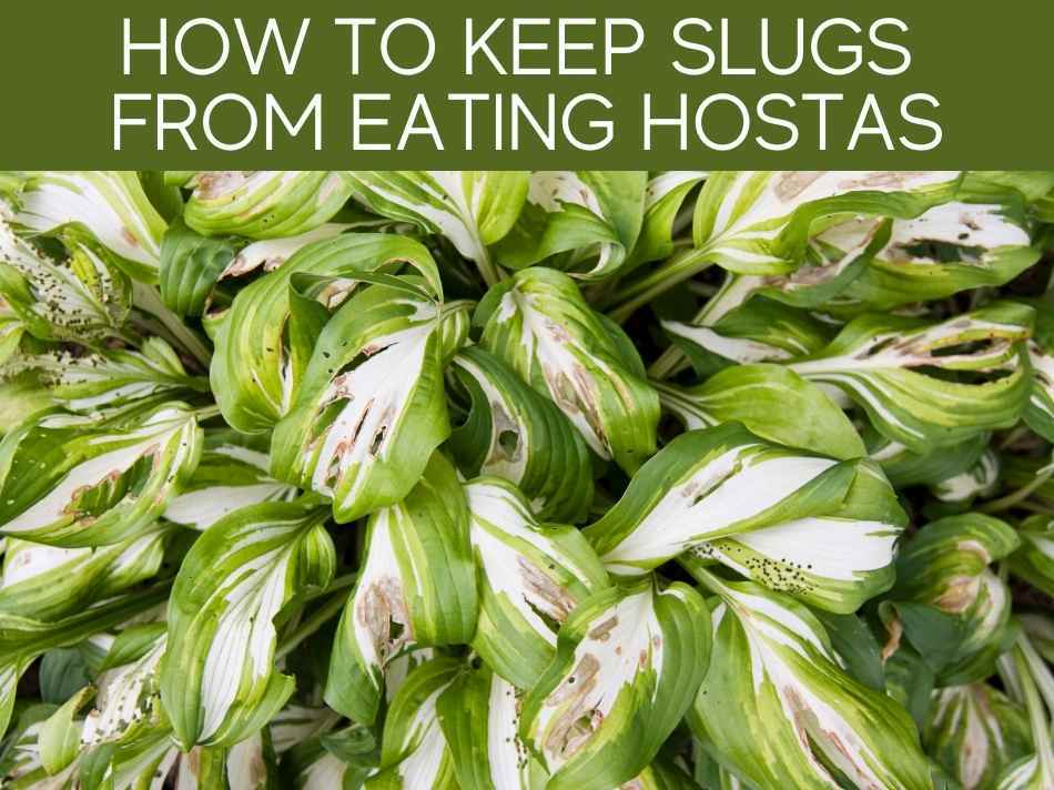 How To Keep Slugs From Eating Hostas - Greenhouse Today