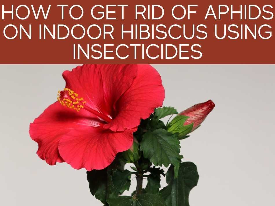 How To Get Rid Of Aphids On Indoor Hibiscus Using Insecticides