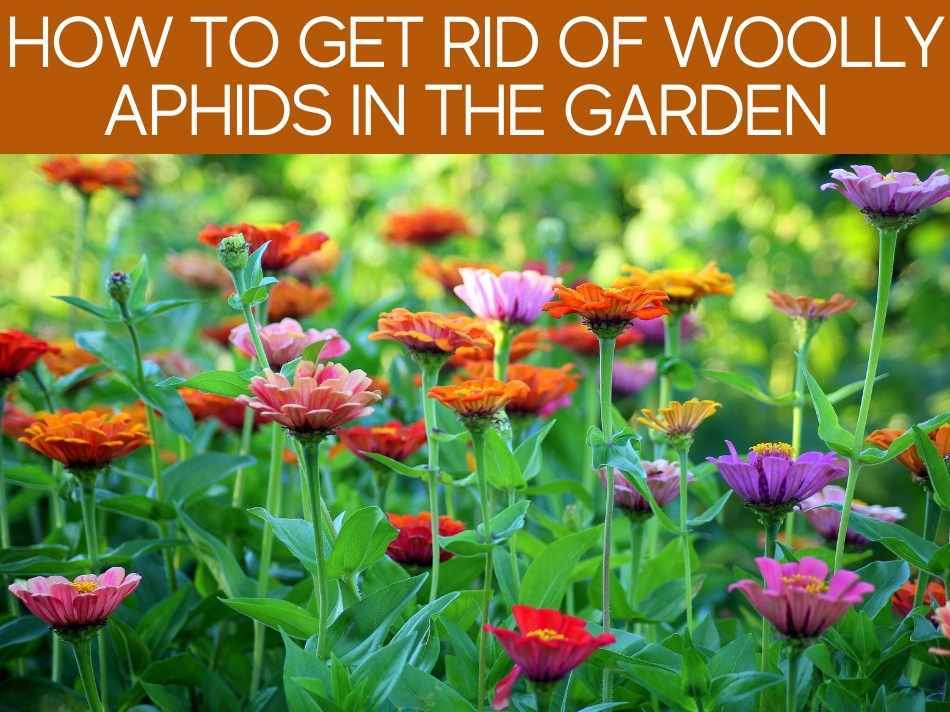 How To Get Rid Of Woolly Aphids In The Garden