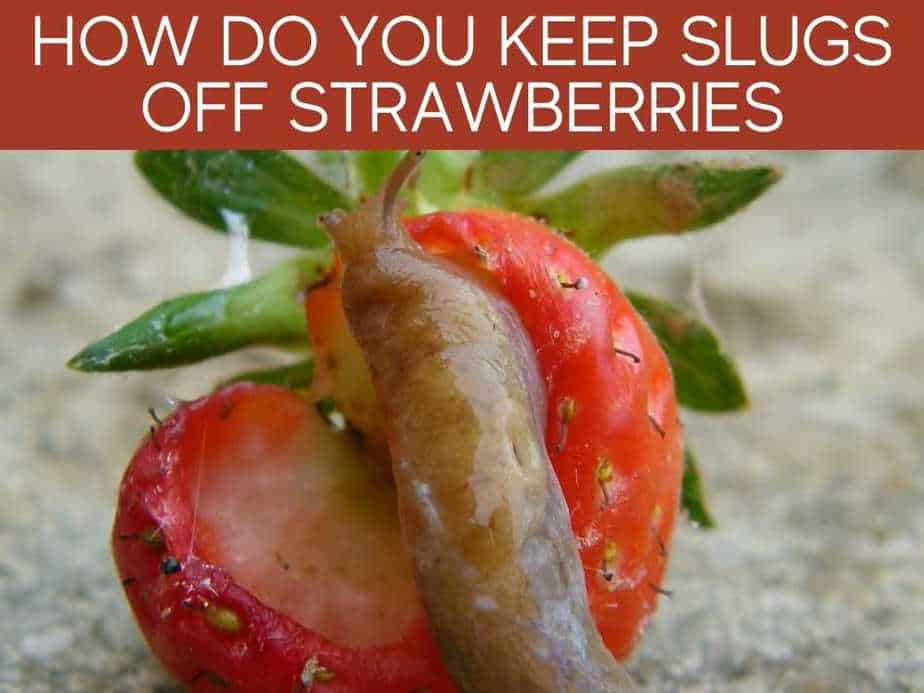 How Do You Keep Slugs Off Strawberries