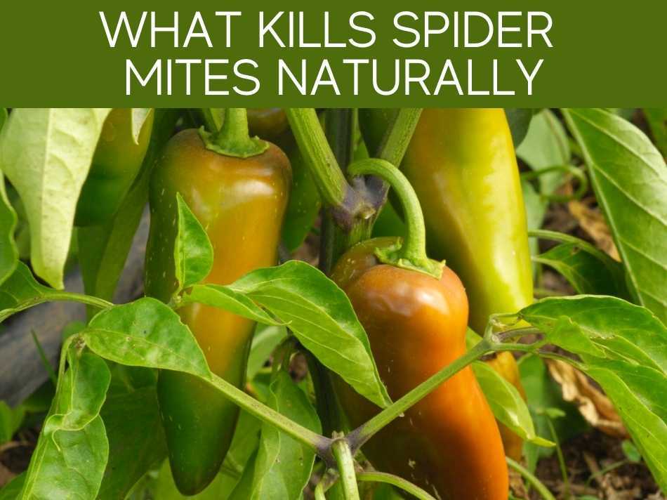 What Kills Spider Mites Naturally