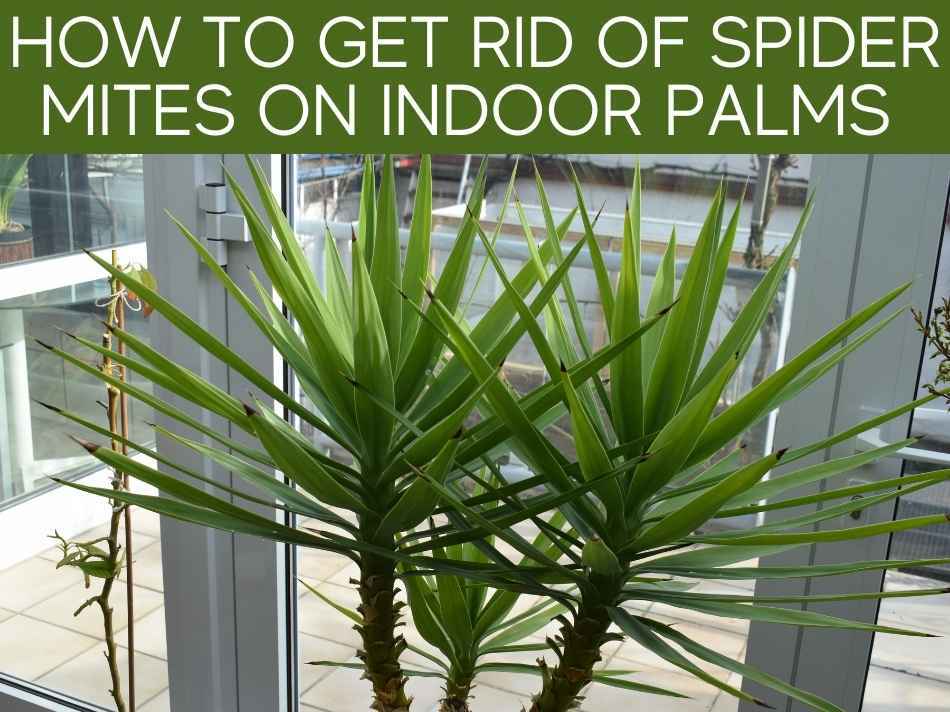 How To Get Rid Of Spider Mites On Indoor Palms