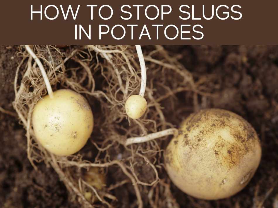 How To Stop Slugs In Potatoes