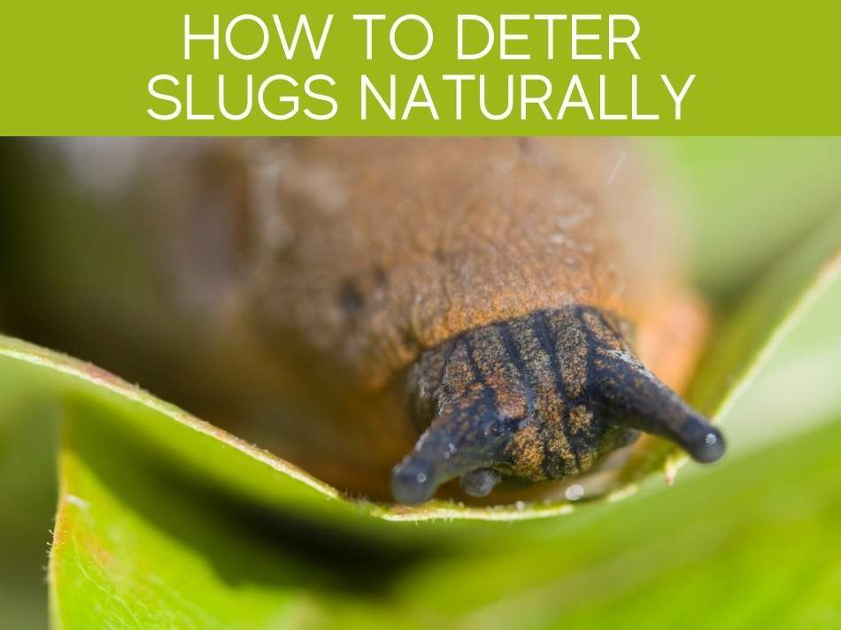 How To Deter Slugs Naturally