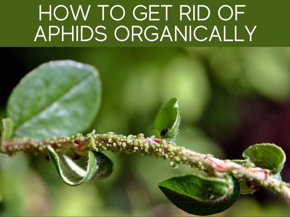 How To Get Rid Of Aphids Organically