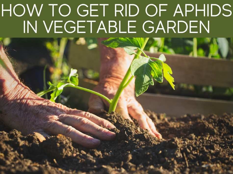 How To Get Rid Of Aphids In Vegetable Garden