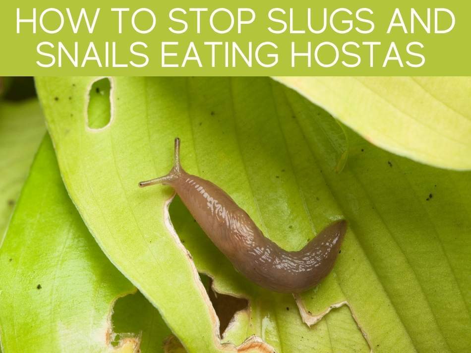 How To Stop Slugs And Snails Eating Hostas