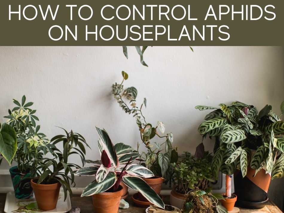 How To Control Aphids On Houseplants