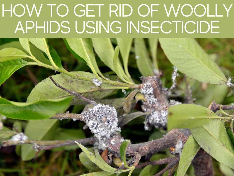 How To Get Rid Of Woolly Aphids Using Insecticide