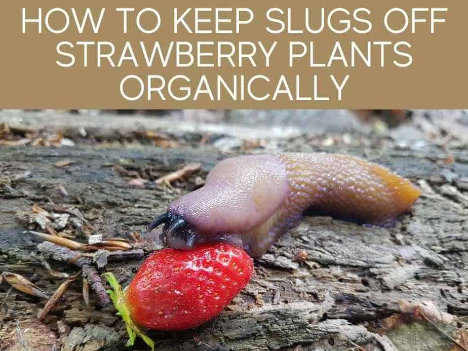 How To Keep Slugs Off Strawberry Plants Organically