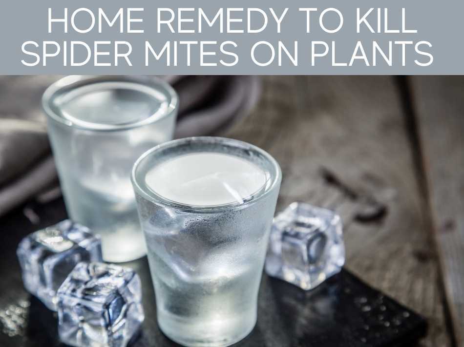 Home Remedy To Kill Spider Mites On Plants