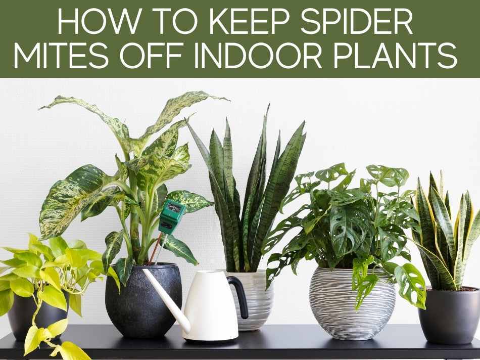 How To Keep Spider Mites Off Indoor Plants