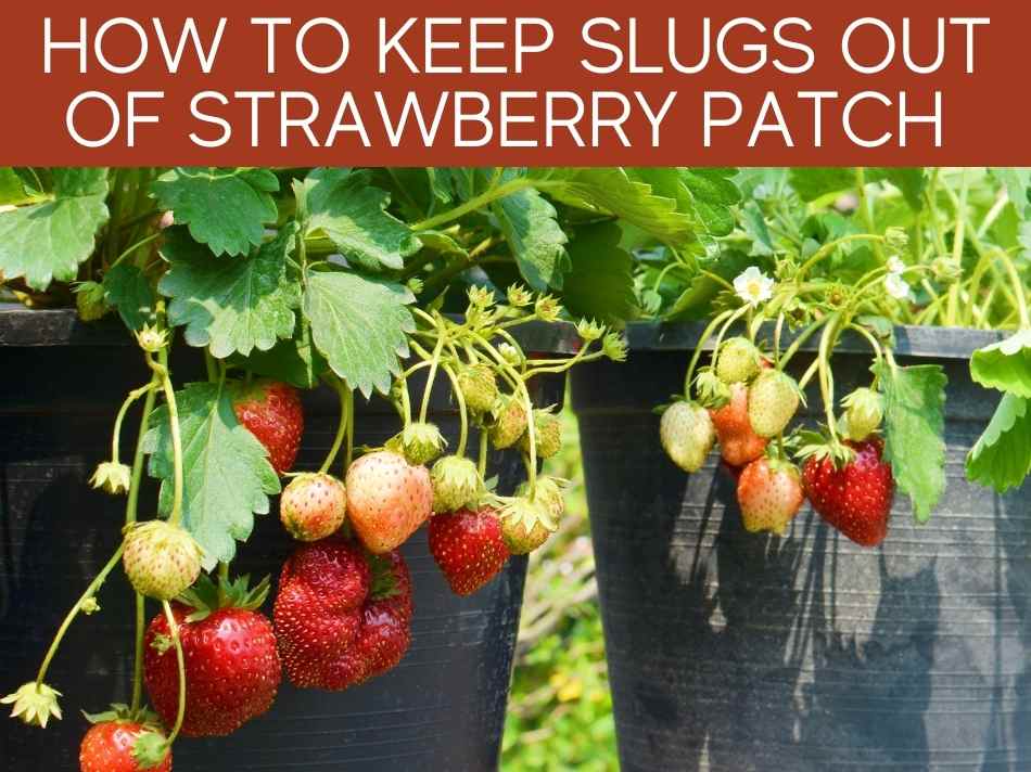 How To Keep Slugs Out Of Strawberry Patch