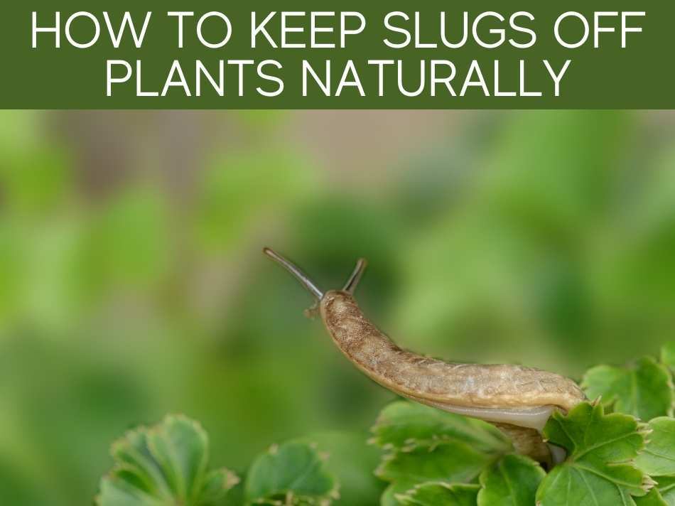 How To Keep Slugs Off Plants Naturally