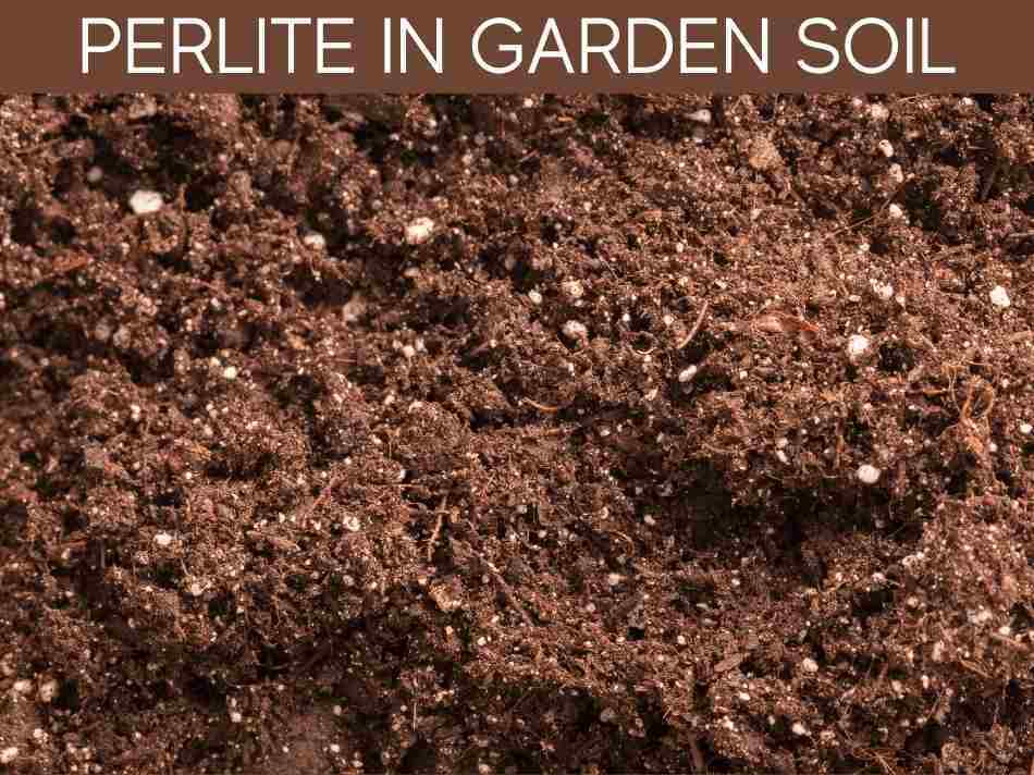 Perlite In Garden Soil