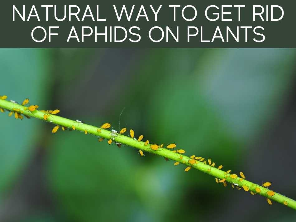 Natural Way To Get Rid Of Aphids On Plants