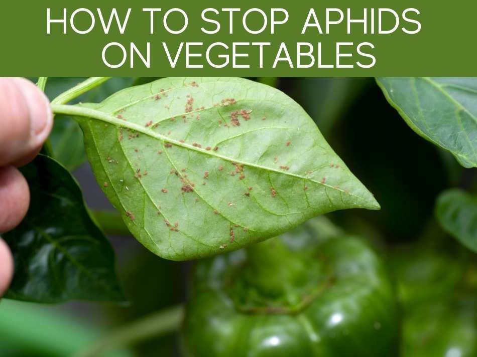 How To Stop Aphids On Vegetables