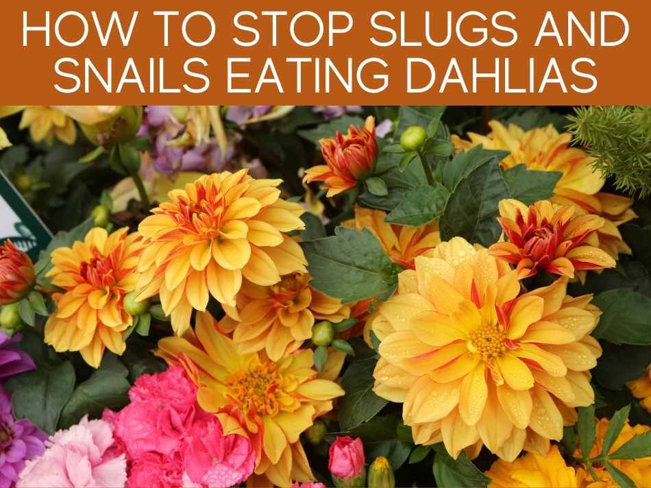 How To Stop Slugs And Snails Eating Dahlias