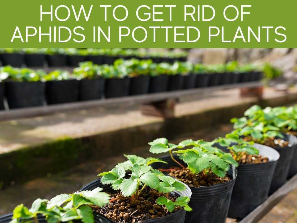 How To Get Rid Of Aphids In Potted Plants