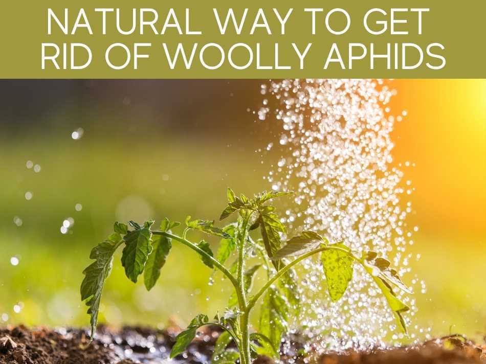 Natural Way To Get Rid Of Woolly Aphids