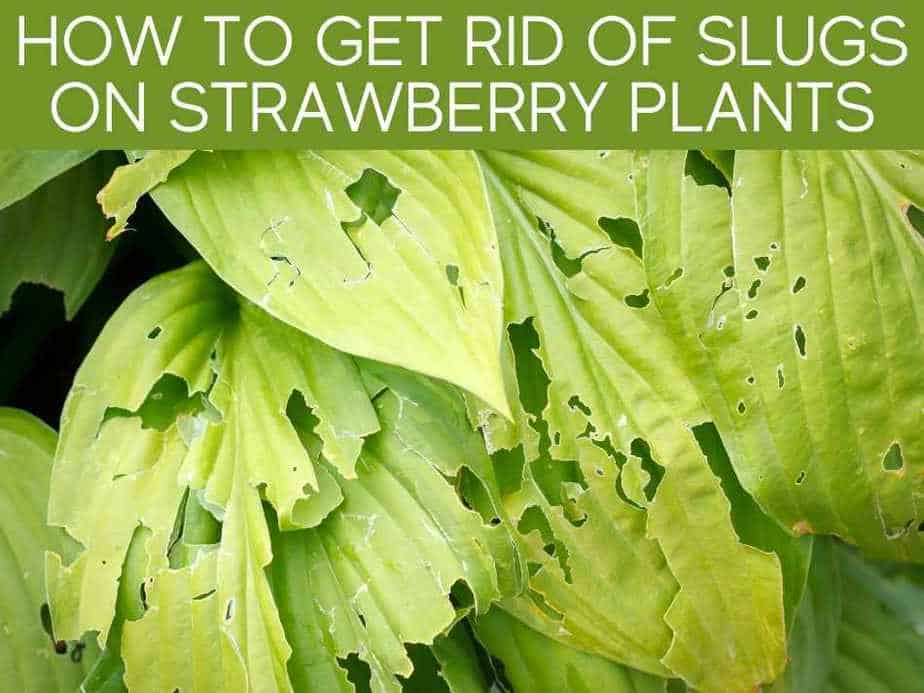 How To Get Rid Of Slugs On Strawberry Plants