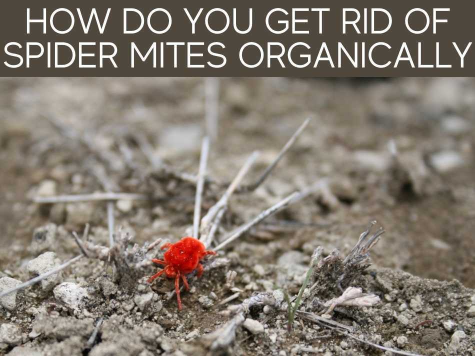 How Do You Get Rid Of Spider Mites Organically