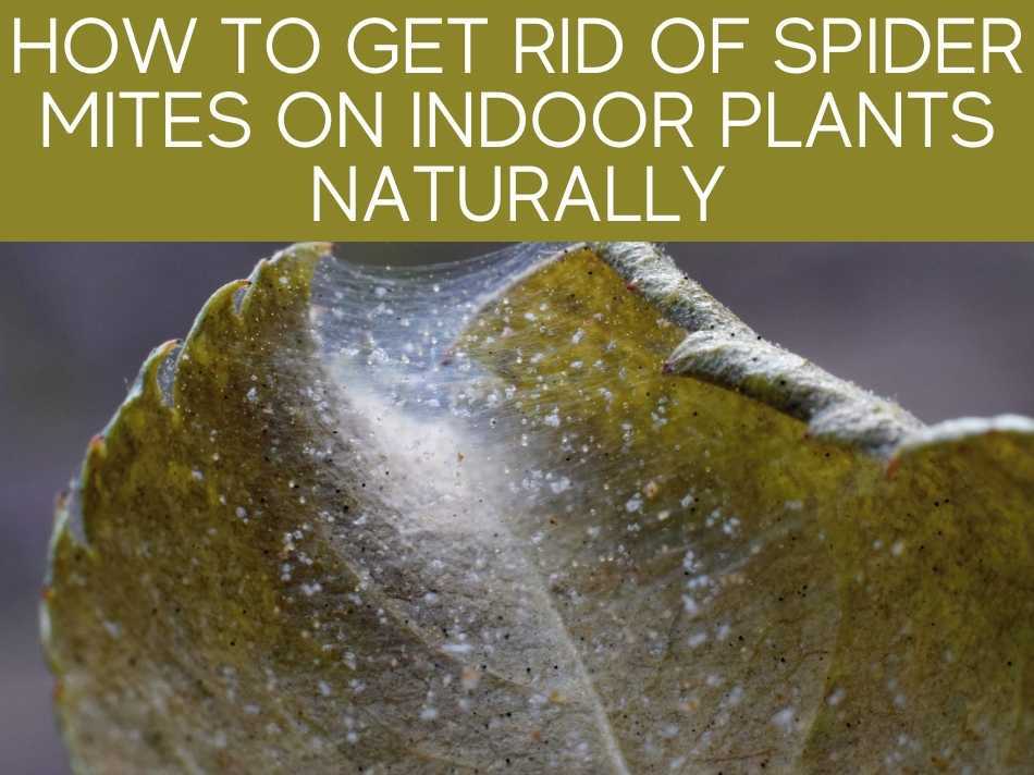 How To Get Rid Of Spider Mites On Indoor Plants Naturally
