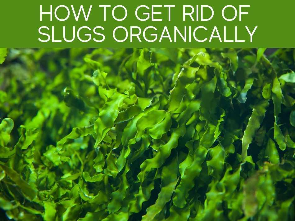 How To Get Rid Of Slugs Organically