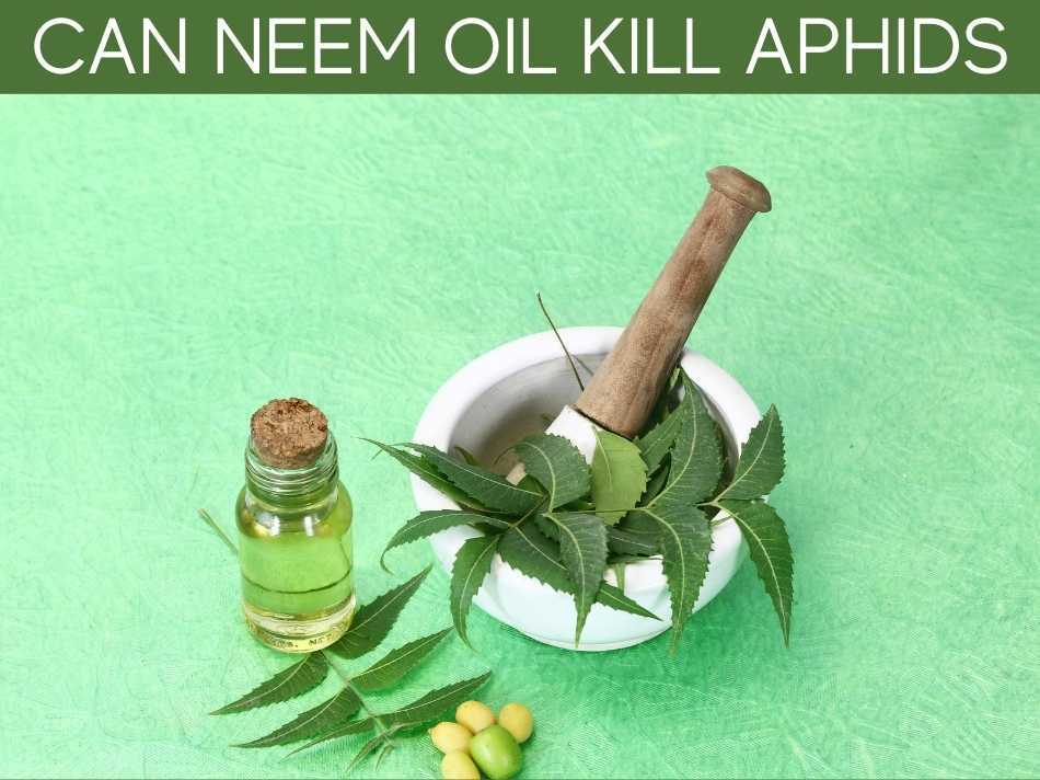 Can Neem Oil Kill Aphids